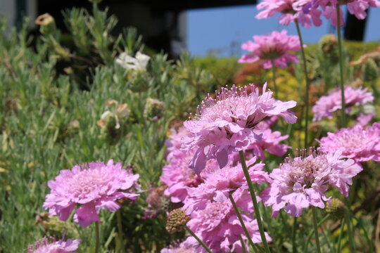群生して咲くマツムシソウのピンク色の花