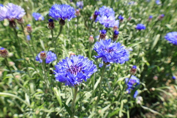 開花した青いヤグルマギクの花