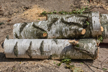 Birch logs for the fireplace and bath dry outdoors.