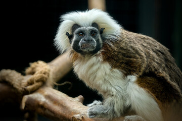 Cotton-top Tamarin