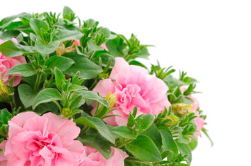 Beautiful flower pink petunia.