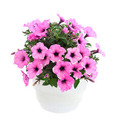 Bouquet of flowers petunia in a pot.