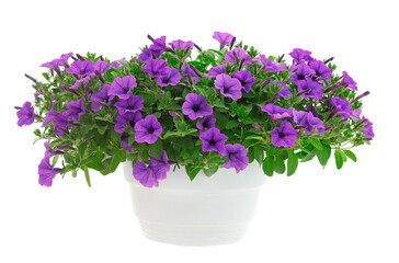 Bouquet of flowers petunia in a pot.