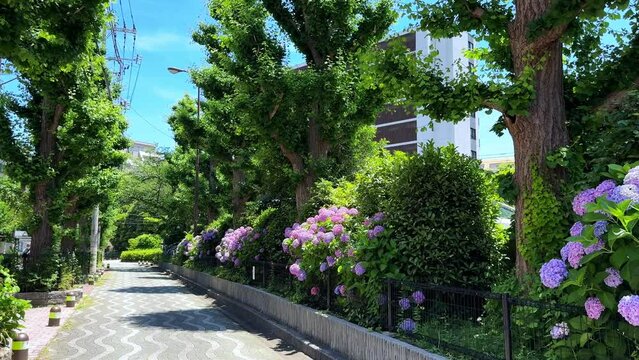 A sunny pathway lined with vibrant hydrangea flowers and lush green trees