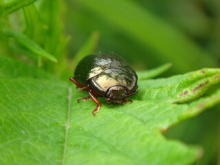 Bronze beetle (Chrysolina bankii) resting on a green leaf