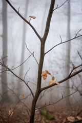 The forest in a fog.