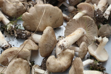 Gray mushrooms. Conditionally edible row mushrooms. 