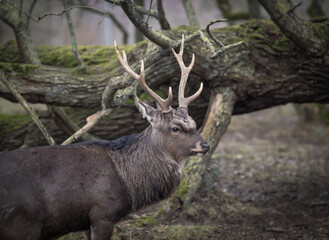 the male deer in the forest