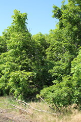 Fototapeta premium A group of trees