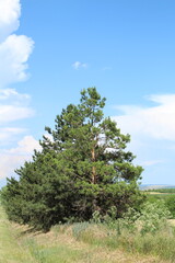 A tree with green leaves