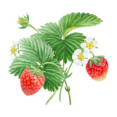 Red strawberry with white flowers bush handdrawn watercolor illustration. Food art, fresh botanical realistic painting. Summer sweet berry clipart for restaurant, cafe menu, farm goods, vegan products
