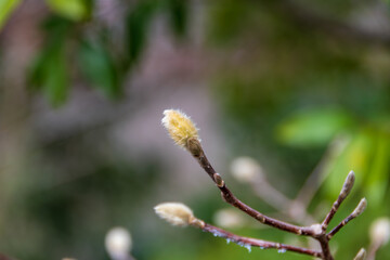 コブシの新芽