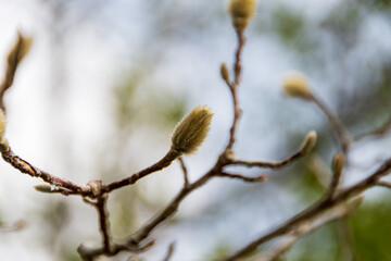 コブシの新芽