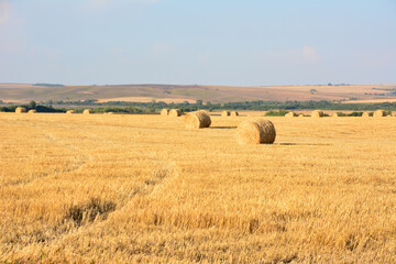 a field of hay with a line of round bales of hay in the foreground 