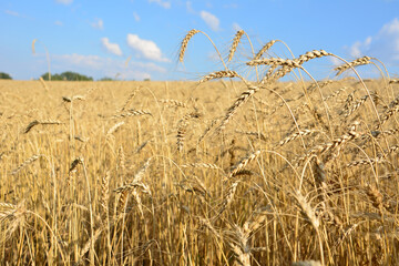 wheat field with a sky and clouds in the background close up