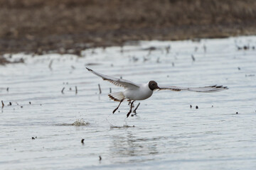 Helsinki, Finland - May 29th 2024: Black-headed gull flying away from the water 