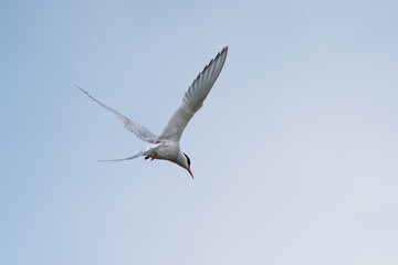 Helsinki, Finland - May 29th 2024: Arctic tern hovering above a lake and looking for prey