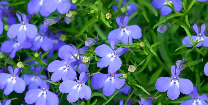 Blaue Lobelien in Nahaufnahme