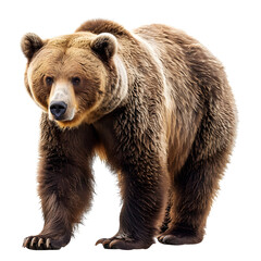 Obraz premium Close-up image of a majestic brown bear standing in a natural setting, isolated on transparency PNG background showcasing its strong build and dense fur coat.