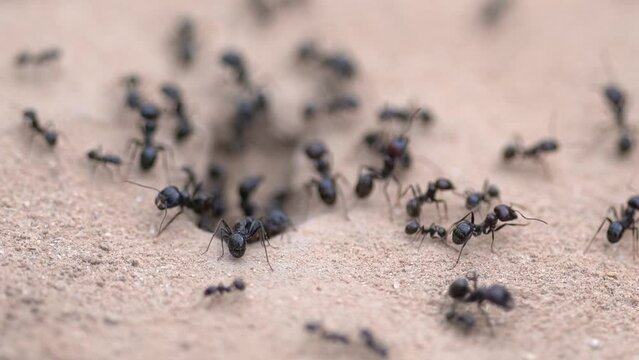 detail of large ants entering their anthill