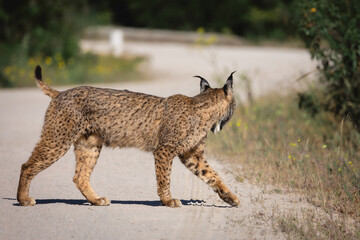 Iberian lynx crossing a road back with its cubs. © jesus