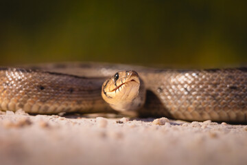 close-up of a ladder snake found in the Sierra de Andújar.