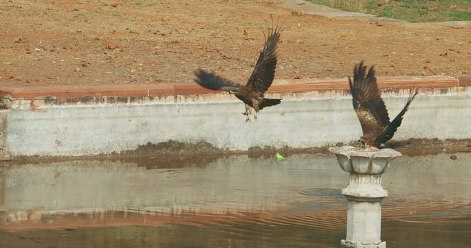 Many birds Black kites - Milvus migrans - Birds take of from ground in Slow motion New Delhi, Delhi, India. Doves birds on The Humayun's tomb. Famous place is Tomb of Mughal emperor, Mirza Nasir al