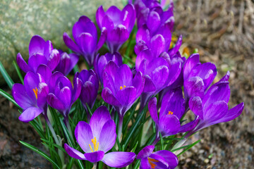 Violet crocuses in early spring garden. Close-up of flowering crocuses Ruby Giant on natural  background. Soft selective focus.
