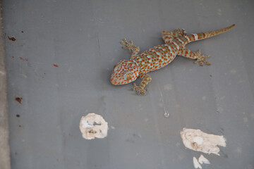 gecko lizard climbing on the wall.