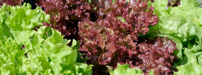 Frischer saftiger Pfl&uuml;cksalat im Hochbeet