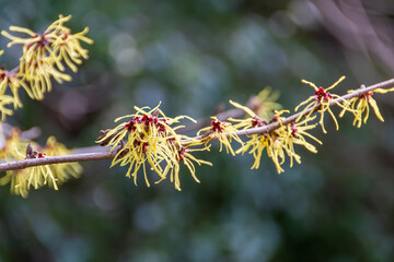 マンサクの花が咲く