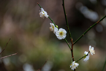 梅の花