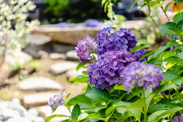 紫陽花　花手水