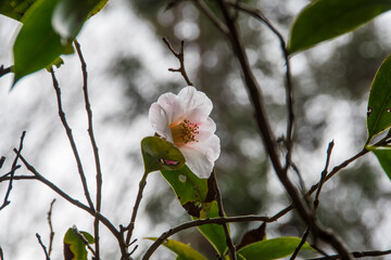 雨上がりの椿の花