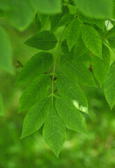 Beautiful details of the leaves of fraxinus ornus