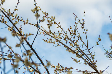 青空と梅の花
