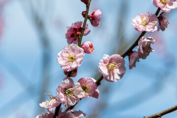 梅の花