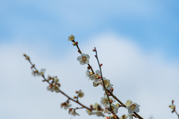 梅の花と青空と雲