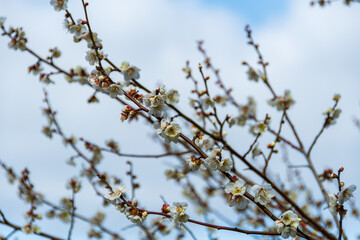 梅の花のお花見