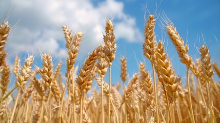 Fototapeta premium Appreciate the sight of the wheat field from ground level