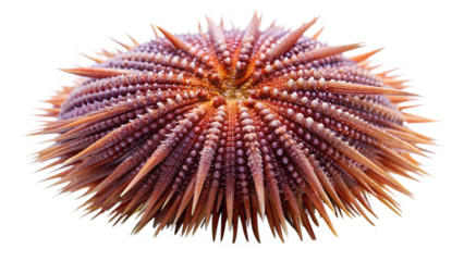 sea urchin is a marine creature characterized by its spiny exterior. In this image, the spines are long and slender, radiating outward from the central body