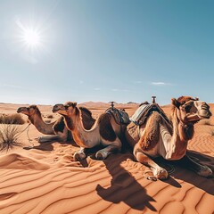 Embark on a visual adventure as a caravan of camels traverses the expansive desert landscape, with...