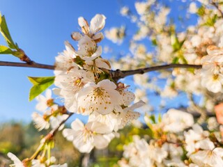Spring Blossom Splendor. A close-up of white spring blossoms against a clear blue sky, embodying the essence of spring.