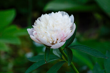 Paeonia officinalis Alba Plena in spring garden