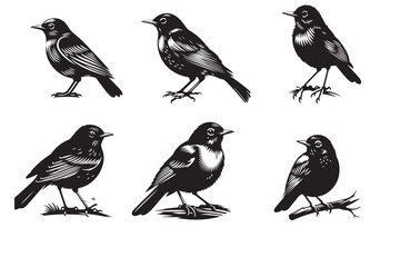 american robin silhouette vector illustration