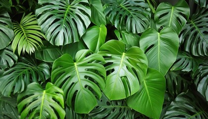 Discover an extensive collection of green tropical plant leaves on 