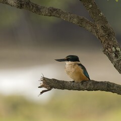 A Sacred Kingfisher sitting on tree branch