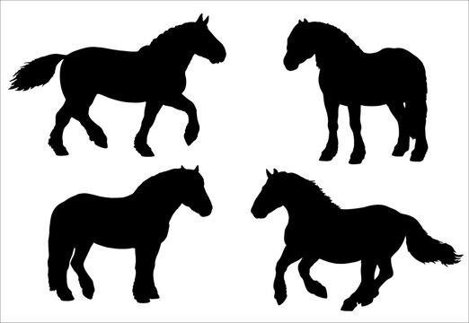 Vector illustration with the draft horse. Silhouette of heavy horses. Horse portrait.