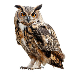 Naklejka premium Close-up of a majestic brown owl with vibrant orange eyes, isolated on transparency PNG background, showcasing intricate feather patterns in a studio setting.