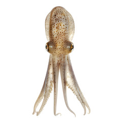 Fototapeta premium Close-up of a squid with detailed texture and tentacles, isolated on isolated on transparency PNG background, showcasing its fascinating marine features.